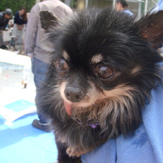 「ノーベル」人が大好きで甘えたがり