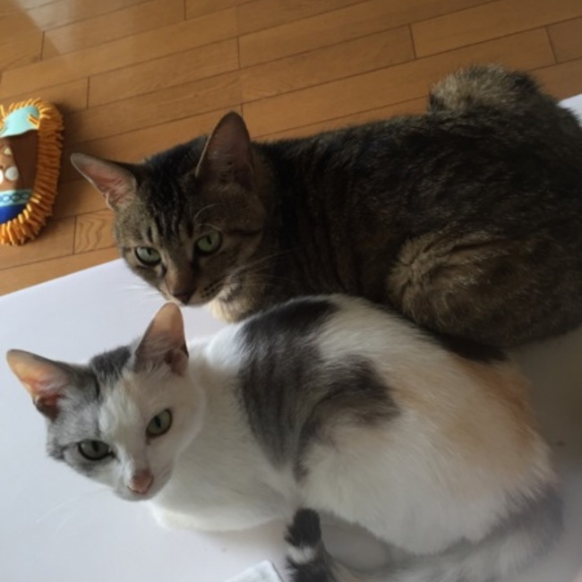 ゆりか0916のカバー写真