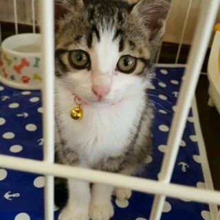 キジトラ白 生後2ヶ月未満 とってもかわいい女の子