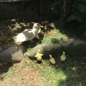 あひる