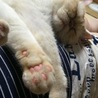 の写真