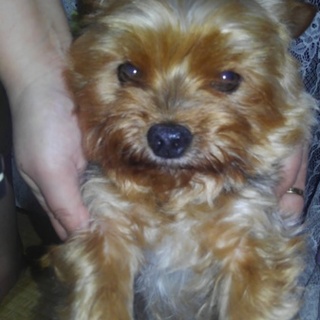 お散歩大好きヨークシャテリア里親募集中