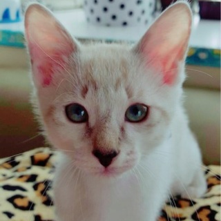 白×グレー茶柄 凛々しい洋風ニャンコ♂