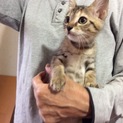 可愛い！キジちゃん、家族募集中です！