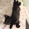 六週間元気いっぱい2/2