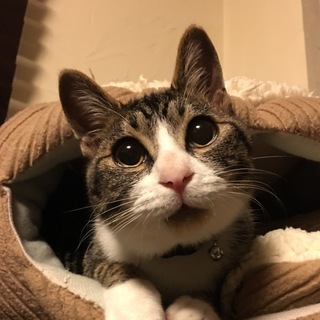 募集一時停止中☆にゃに君