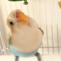 すもも