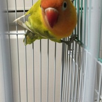 めろん