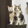 の写真