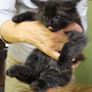 ぬいぐるみのようなふわふわなローリー！