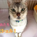 あたちミシェル！ ★アメショmix