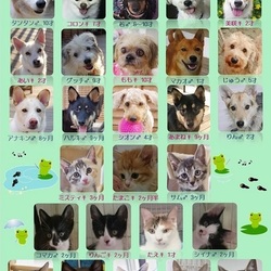 ティアハイムオープンシェルター里親会 サムネイル1