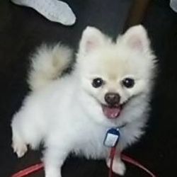 ティアハイムオープンシェルター里親会 サムネイル3