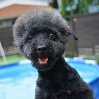 トイプードル ♀ 推定5才 つぶちゃん