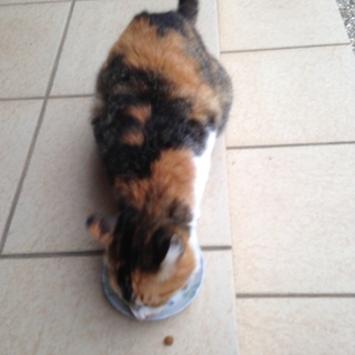 人懐こいミケ猫 生後一年くらい