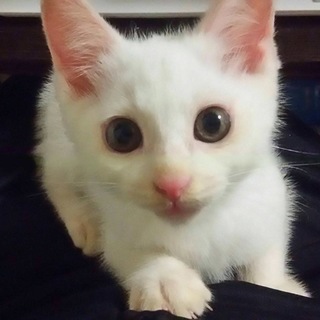 真っ白男の子☆チーちゃん