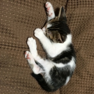 子猫