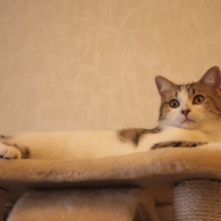 スコ×マンチカン　のんびりとした性格の男の子