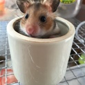 ゴールデンハムスターの赤ちゃん