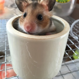 ゴールデンハムスターの赤ちゃん