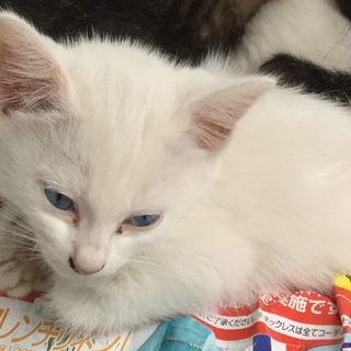 ♪かわいい白猫（瞳ブルー） おとなしい女の子♪