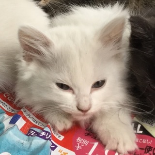 ☆かわいい白猫（長毛） おとなしい女の子☆