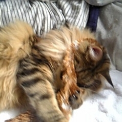 「毒蛇に襲われた場合は…」サムネイル1