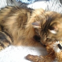 「毒蛇に襲われた場合は…」サムネイル2