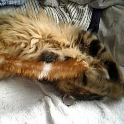 「毒蛇に襲われた場合は…」サムネイル3