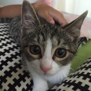 足立区生後約３〜４か月、お目目クリクリ白サバ女の子