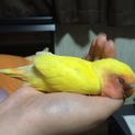 コザクラインコ(現在交渉中)