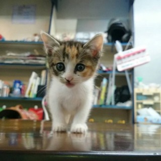 三毛猫☆あんずちゃん