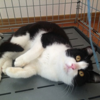 ハチワレ1歳の女の子里親募集中！！！！