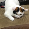 獲物を狙うアポちゃん