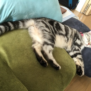 アメリカンショートヘア〜 2歳