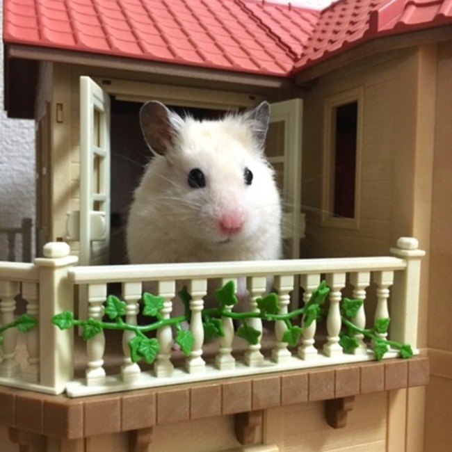 しっぽ☆はむ太のカバー写真