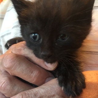 ★一時停止★グレーちゃん兄弟①