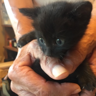 ★一時停止★グレーちゃん兄弟②