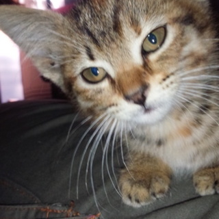 人懐っこい仔猫の里親募集