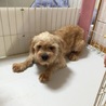 ペギニーズとプードルのミックス 1歳 サムネイル2