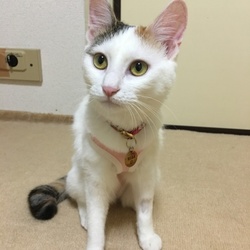 抜糸まであと1週間