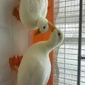 アヒルの夫婦の里親募集します