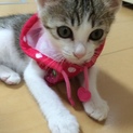 二ヶ月のメスです。