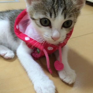 二ヶ月のメスです。