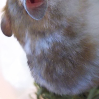 ノーマルゴールデンハムスター