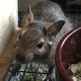 ノーマルデグーの里親様募集