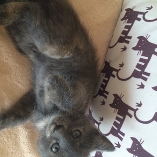 子猫の里親さん募集