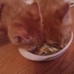 「ニャンモック」サムネイル2