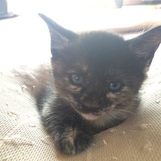 子猫の里親さん募集