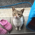 推定1歳 お利口さんです。うめちゃん。